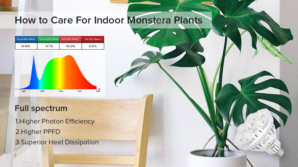 Monstera deliciosa shop grow light