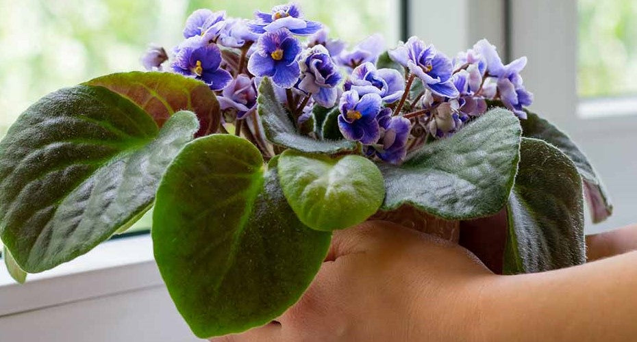 Optimal Lighting Tips for African Violets: Cultivate Vibrant Growth
