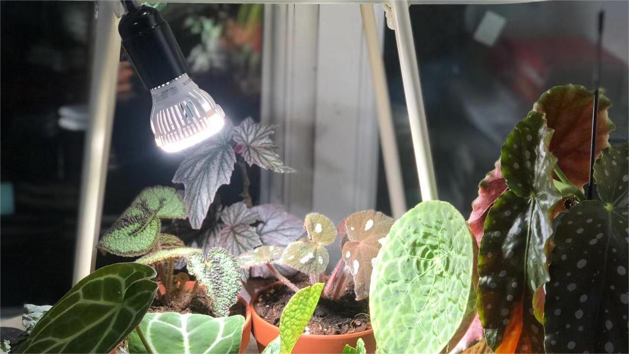 How to Use LED Grow Lights Safely Without Damaging Your Plants