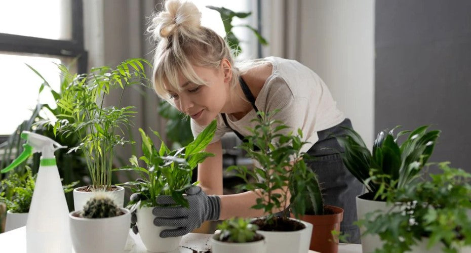 indoor planting