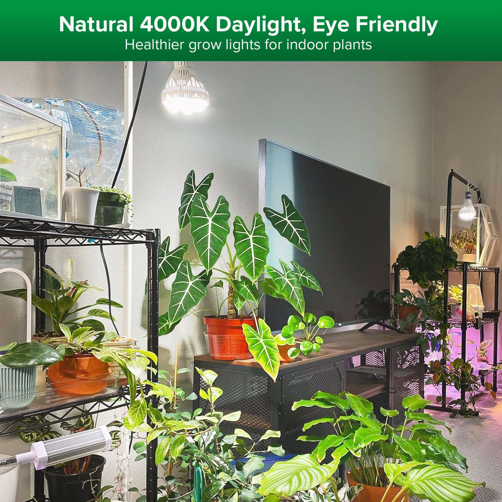 BR30 36W LED Grow Light Bulb with eye-friendly natural 4000K daylight, healthier grow lights for indoor plants.